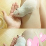 이쁜 내 땅땅이, 통닭이 ♥ 골든햄스터!
