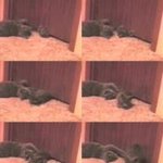 고양이 액<b>체설</b> 입증...