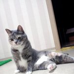 김고양이 열한번째