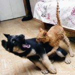 <b>깜찍</b>한 동물들2