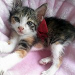 길에서 어미잃고 울고있던 예쁜 아깽이 입양보내요♥