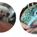 가시<b>천사</b>의 매력에 빠져보아~!! 도치판♡♥