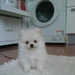 포메라니안:) 세상에서 젤 소중한 ♥♡순두부♥♡