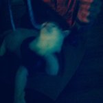 4탄●○●홍대고양이카페 알바생이쓰는 31마리고양이 이야기(사진 多多...