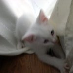 ★앙고라남아 마루입양기♥ (스왑,반함주의)