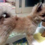 스피츠,포메)하츠와 <b>토비</b>의 일상!(스압주의!)