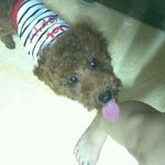 우리개님에게 전자<b>발찌</b>를..