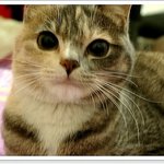 김고양이 열두번째