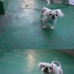 ★사진★ 유유//페키니즈//엄마 아빠!!!!!!필독!!