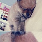 ♥세상에 하나뿐인갈색 스피츠 <b>토리</b>의 성장과정ㅋㅋ♥