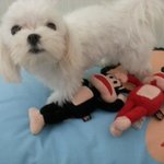■■수지 애완견 데이먼 <b>트윗</b>■■