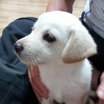 혼자 보기엔 아까운 귀요미 새끼 진돗개 단풍이♥