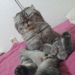 귀염터지는 고양이.jpg