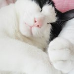 [탄천필근] 코숏 턱시도 탄이 &amp; 젖소 랑이 [4]