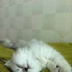 우리집 고양이 <b>호두</b>좀 봐주세여 ㅠㅠㅠㅠㅠㅠㅠㅠ