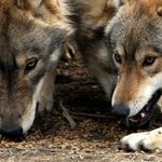 사진추가)늑대!!!!!!닮은 우리집멍멍이 금동이ㅋ_ㅋ♥