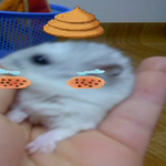 우리햄토리가 오늘 너무너무 처참하게 죽었습니다....