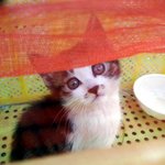 감사합니당)진짜 내고양이가 진정한 <b>미묘</b>인듯 ㅋㅋㅋㅋㅋ