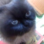 에라이....사진보다 질투나서 울집 <b>두비</b> 투척