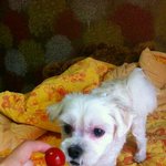 ★☆★☆★루이<b>비동</b>의 진실☆★☆★☆★