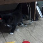 길고양이장갑이의 인생성공기