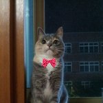 [김괭] 김고양이 열세번째