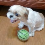 개 (<b>뽀삐</b>) 를 찾아요 ! 시츄 서울 상도동 부근 /31일에...