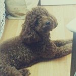 사진有)유기견이엿던 왕자