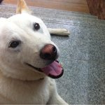 [10탄]사람인지 개인지 헷갈리는 똥꼬발랄우리집멍멍2들을 소개합니당:-)