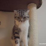 사춘기 고양이 대처법(유봉이 앙즈판)