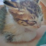 넝쿨째 굴러온 개냥이 2