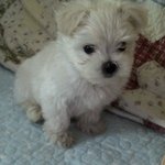 말티즈 허브의 눈물로 얼룩진 흑역사