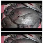 말대가리를 쓰고 자갈치를 헤메며 <b>먹이</b>를 찾는다. [매니저가 가져온...