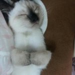 우리집 치노와 베리임돠!!