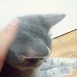 고양이 일기 - <b>묘연</b>(猫緣)