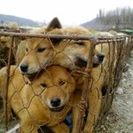 학대받고 있는 강아지들을 구해주세요!!