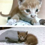 1달정도된 코숏 <b>수컷</b> 길냥이 분양해요~~!!