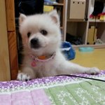 강아지와 나님의시간 ㅋㅋㅋ