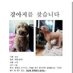 [김해 내외동] 갈색 푸들 초코를 찾습니다!!!!!!