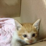 새끼고양이 무료분양 합니다!