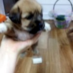 아빠의 선물 .씅난 강아지 !!