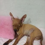 우리집 "노루"를 소개합니다~.~