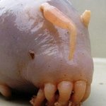 바다에 이런 <b>동물</b>이 살고 있을 줄이야~!!..."12개 다리,...