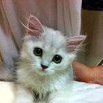 우리집 냥이 ♥