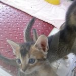 ★둘째이야기)진짜 내고양이가 진정한 <b>미묘</b>인듯 ㅋㅋㅋㅋㅋ