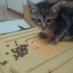 아기고양이 <b>책임</b>분양합니다. 경기도 시흥