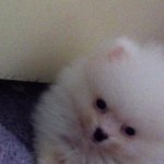 ♥화이트 포메라니안 "땡쵸"이야기 3탄