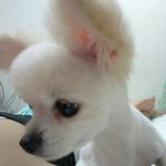 ★★★화이트 포메라니안 꽃님이를 찾습니다★★★