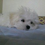 선물처럼 내게 온 말티즈 <b>모리</b>♥ [ 3 ]