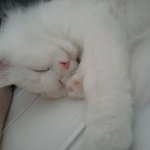 여아인척 연기하는 오드아이 내새끼♥